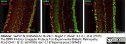 Mouse anti Rat CD90 antibody, clone T11D7e used for the identification of Thy1.1 expressing cells