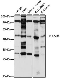 Western blot - RPUSD4 antibody (A15538)