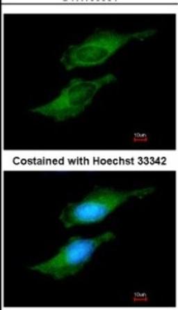 Immunocytochemistry/Immunofluorescence: FDPS Antibody [NBP2-16463] - Immunofluorescence analysis of methanol-fixed HeLa, using antibody at 1:200 dilution.