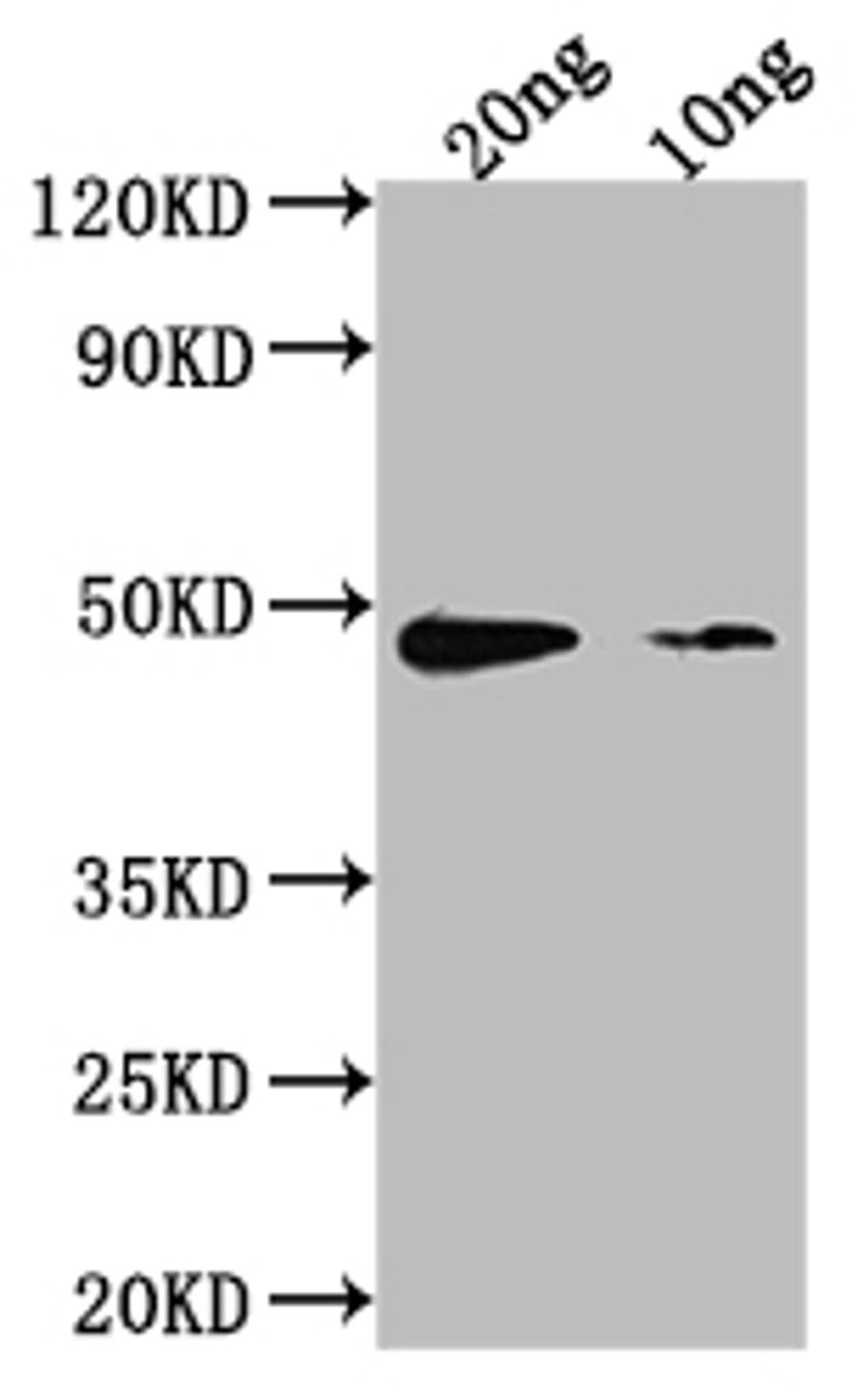 Western Blot. Positive WB detected in Recombinant protein. All lanes: aur antibody at 1:2000. Secondary. Goat polyclonal to rabbit IgG at 1/50000 dilution. Predicted band size: 39.3 kDa. Observed band size: 50 kDa.