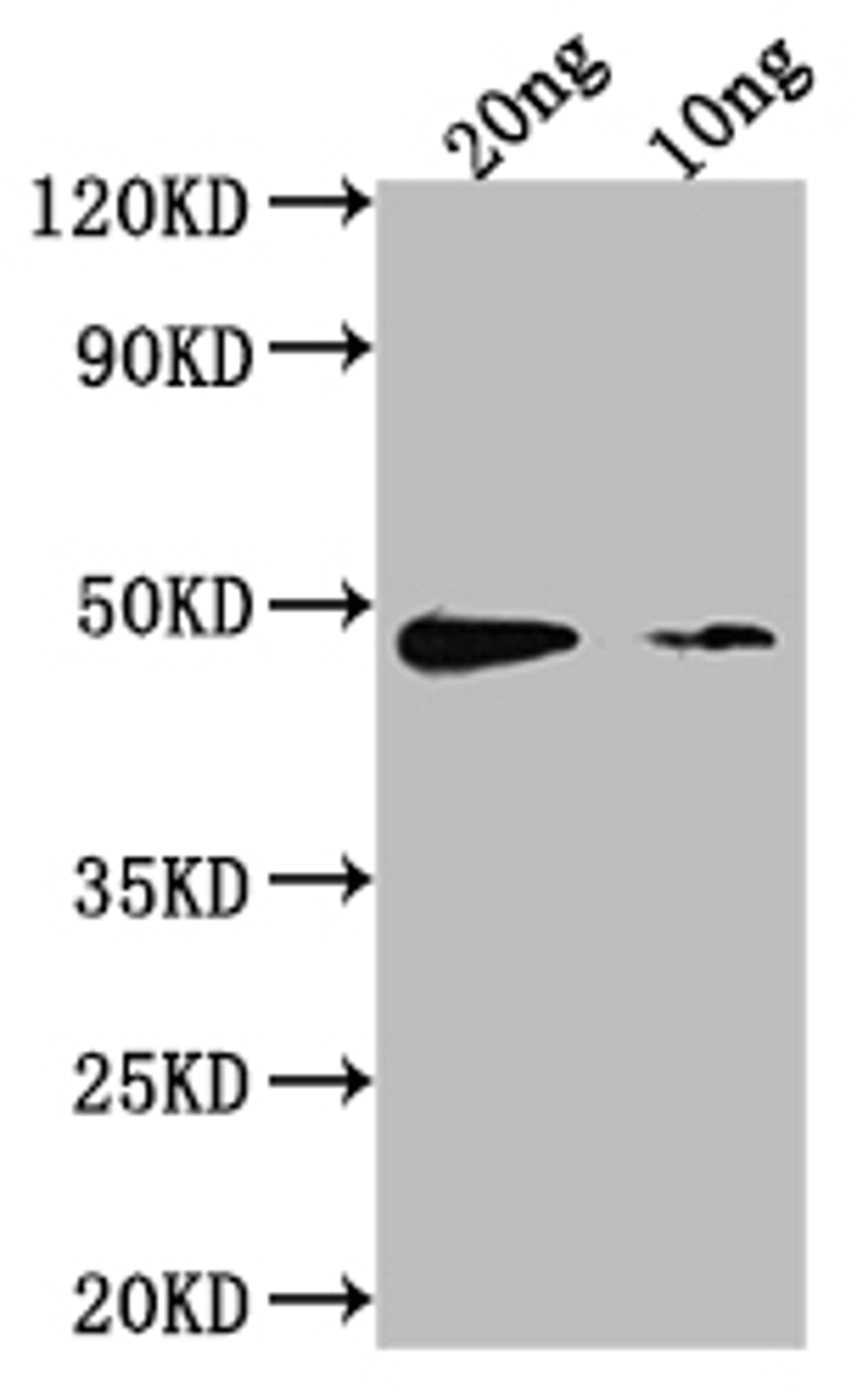 Western Blot. Positive WB detected in Recombinant protein. All lanes: aur antibody at 1:2000. Secondary. Goat polyclonal to rabbit IgG at 1/50000 dilution. Predicted band size: 39.3 kDa. Observed band size: 50 kDa.