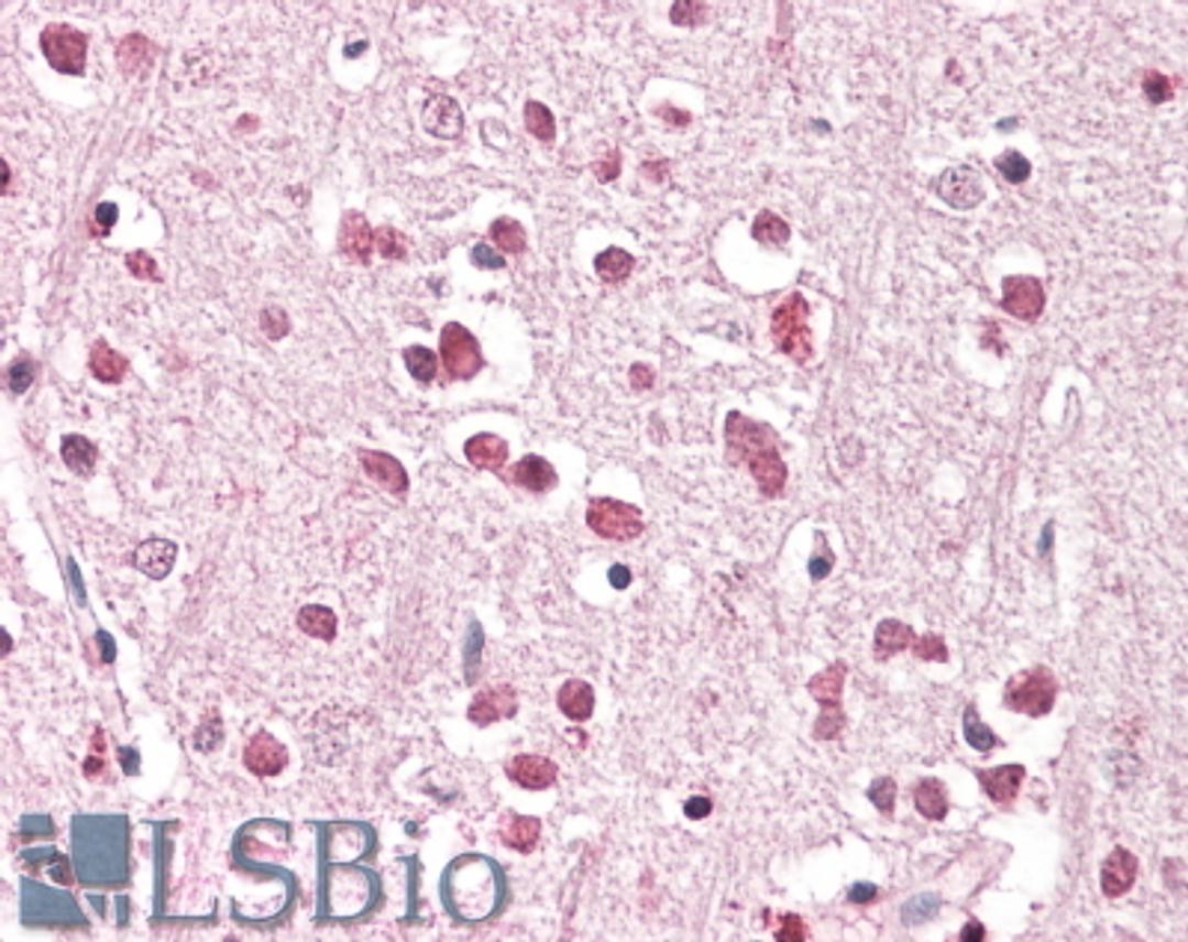 46-603 (3.8ug/ml) staining of paraffin embedded Human Cerebral Cortex. Steamed antigen retrieval with citrate buffer pH 6, AP-staining.