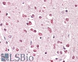 46-603 (3.8ug/ml) staining of paraffin embedded Human Cerebral Cortex. Steamed antigen retrieval with citrate buffer pH 6, AP-staining.