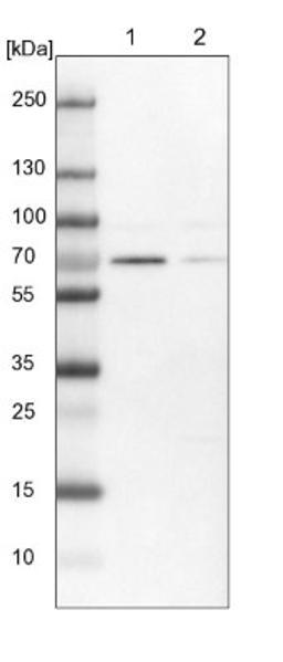 Western Blot: ELF2 Antibody [NBP1-84770] - Lane 1: NIH-3T3 cell lysate (Mouse embryonic fibroblast cells)<br/>Lane 2: NBT-II cell lysate (Rat Wistar bladder tumour cells)