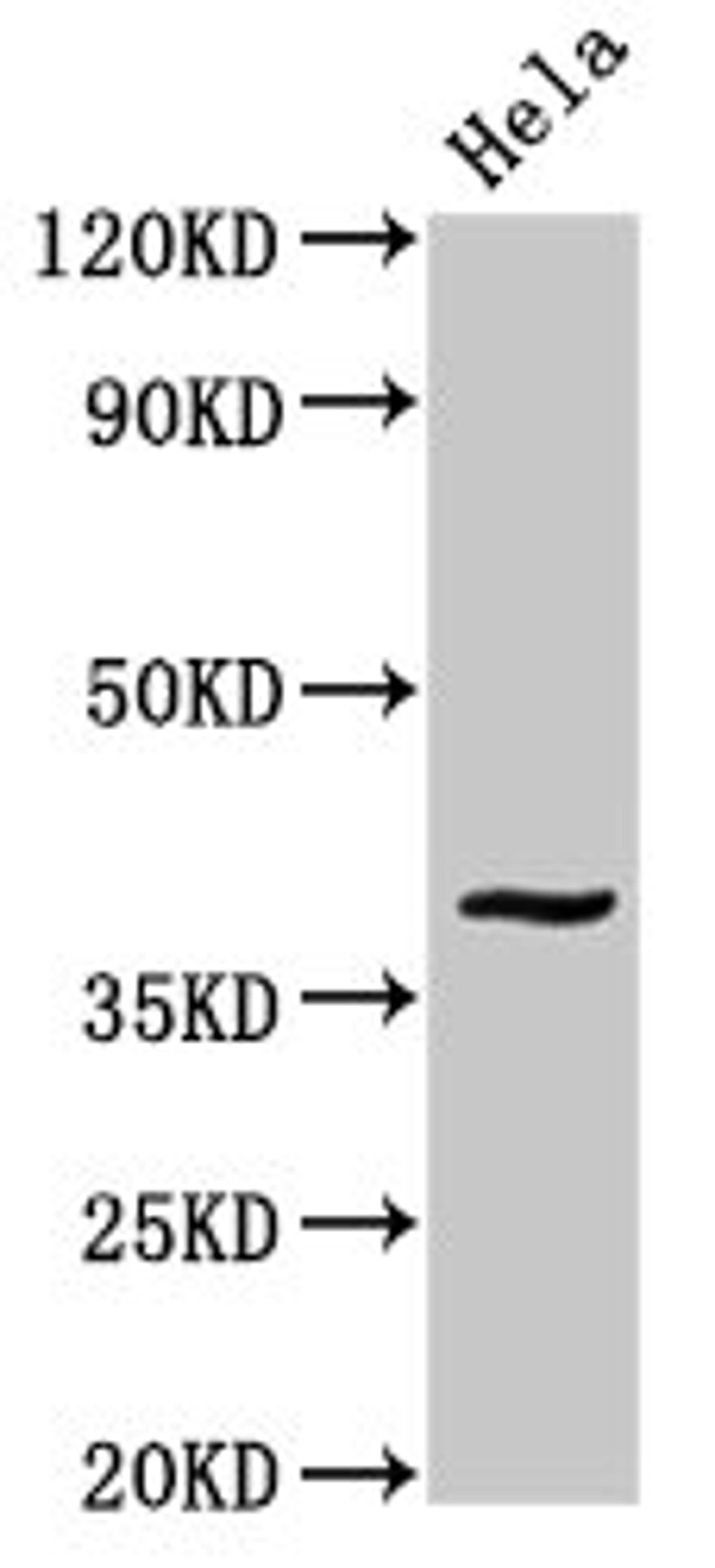 Western Blot. Positive WB detected in: Hela whole cell lysate. All lanes: DUSP1 antibody at 3.4ug/ml. Secondary. Goat polyclonal to rabbit IgG at 1/50000 dilution. Predicted band size: 40 kDa. Observed band size: 40 kDa. 