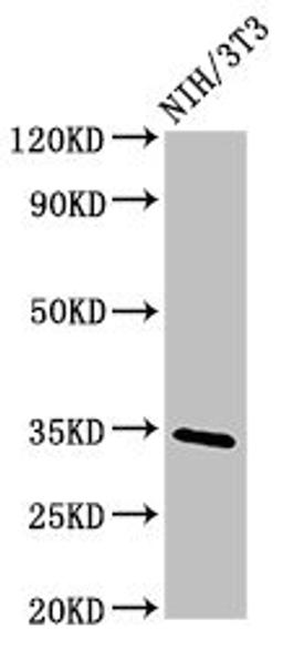 Western Blot. Positive WB detected in: NIH/3T3 whole cell lysate. All lanes: NTHL1 antibody at 4ug/ml. Secondary. Goat polyclonal to rabbit IgG at 1/50000 dilution. Predicted band size: 35, 34, 33 kDa. Observed band size: 35 kDa. 