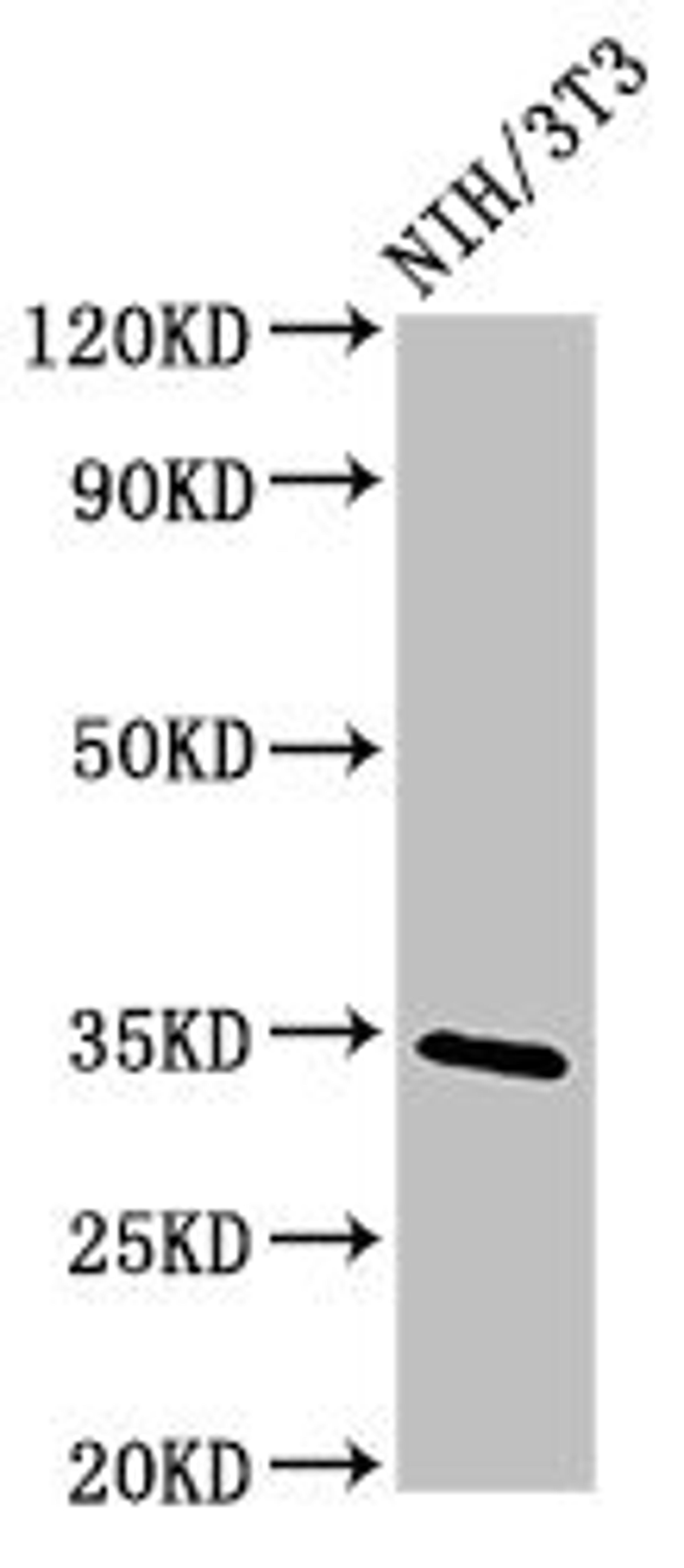 Western Blot. Positive WB detected in: NIH/3T3 whole cell lysate. All lanes: NTHL1 antibody at 4ug/ml. Secondary. Goat polyclonal to rabbit IgG at 1/50000 dilution. Predicted band size: 35, 34, 33 kDa. Observed band size: 35 kDa. 