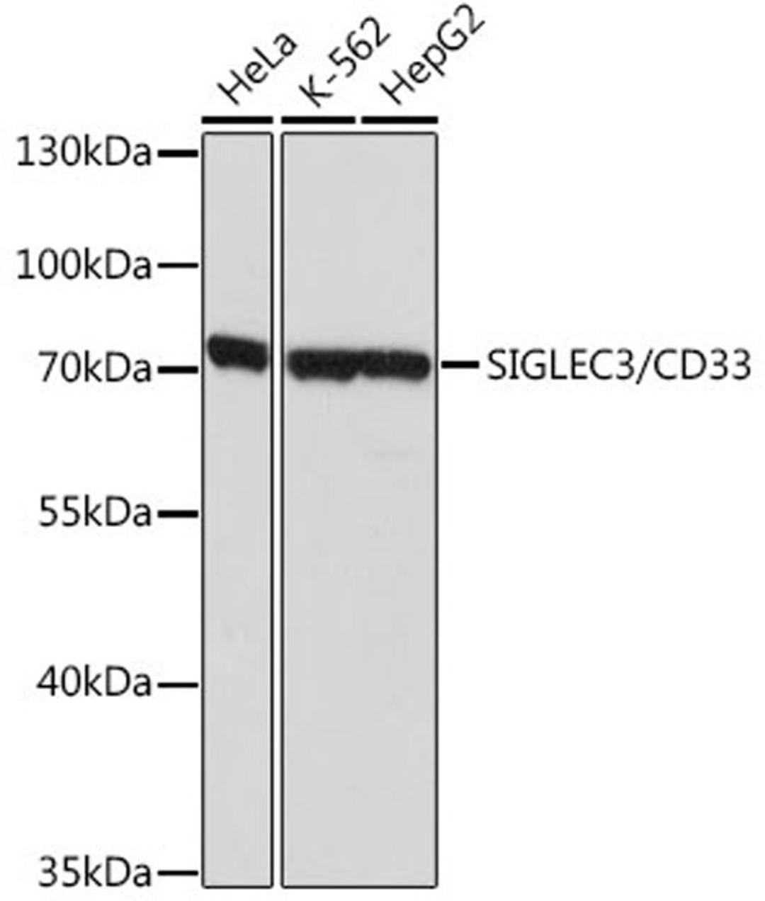 Western blot - SIGLEC3/CD33 antibody (A2059)