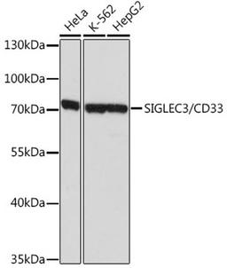 Western blot - SIGLEC3/CD33 antibody (A2059)