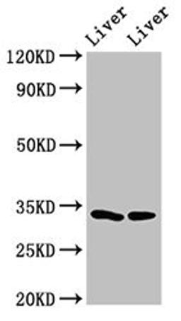 Western Blot. Positive WB detected in: Rat liver tissue, Mouse liver tissue. All lanes: RGN antibody at 3ug/ml. Secondary. Goat polyclonal to rabbit IgG at 1/50000 dilution. Predicted band size: 34, 25 kDa. Observed band size: 34 kDa.
