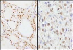 Detection of human and mouse NIF1 by immunohistochemistry.