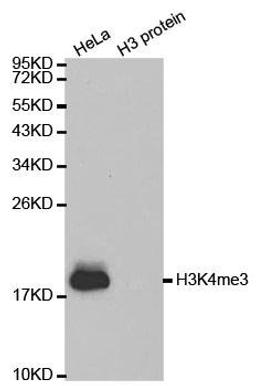 Western blot analysis of extracts of HeLa cell line and H3 protein expressed in E.coli using Histone Histone H3K4me3 antibody