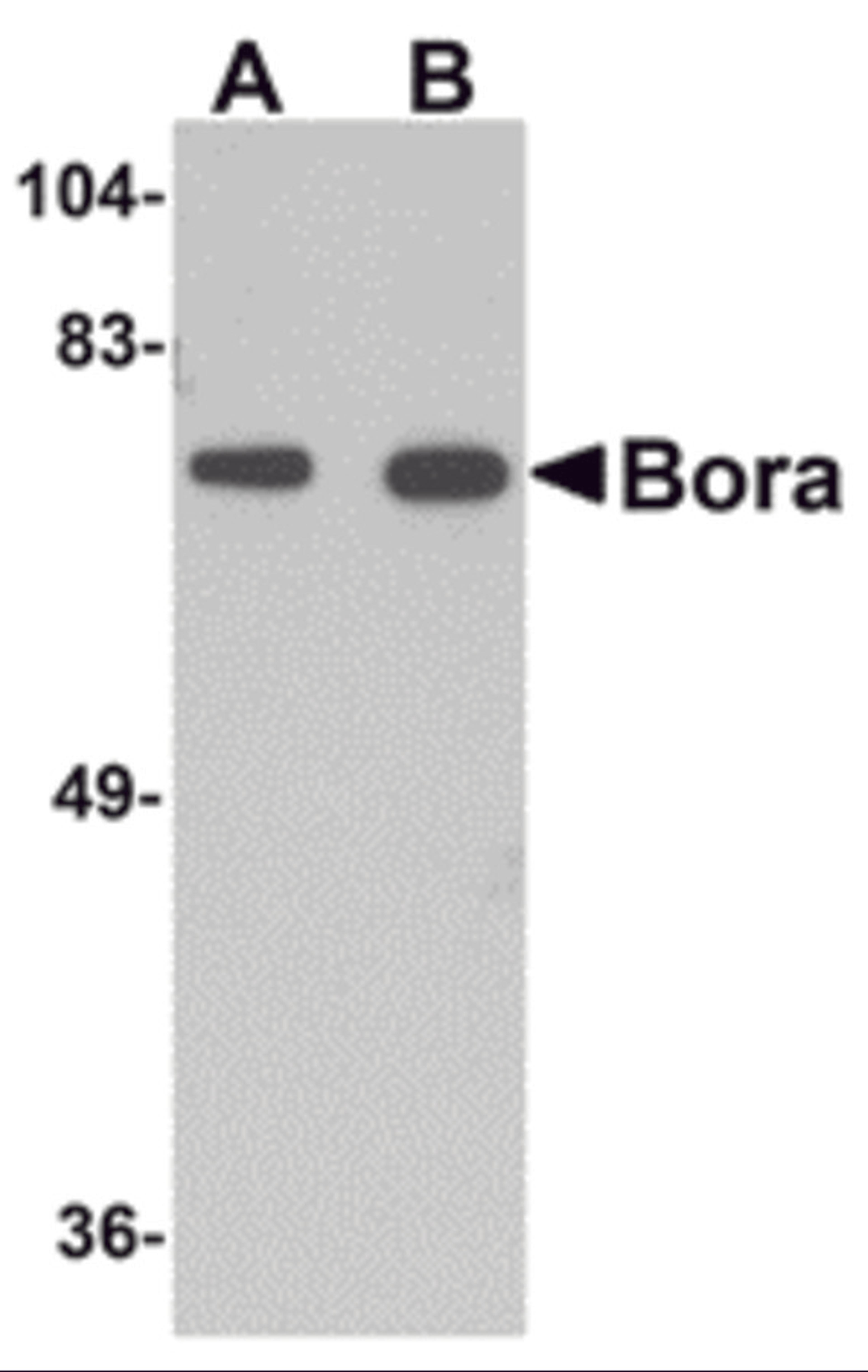 Western blot analysis of Bora in mouse brain tissue lysate with Bora antibody at (A) 1 and (B) 2 &#956;g/mL.