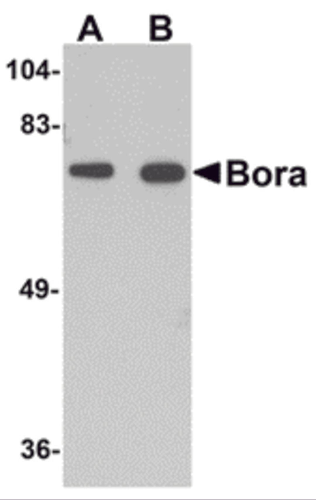 Western blot analysis of Bora in mouse brain tissue lysate with Bora antibody at (A) 1 and (B) 2 μg/mL.