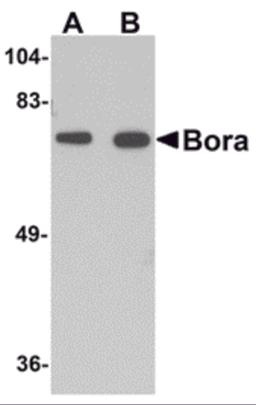 Western blot analysis of Bora in mouse brain tissue lysate with Bora antibody at (A) 1 and (B) 2 μg/mL.