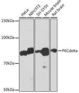 Western blot - PKCdelta Rabbit mAb (A7778)