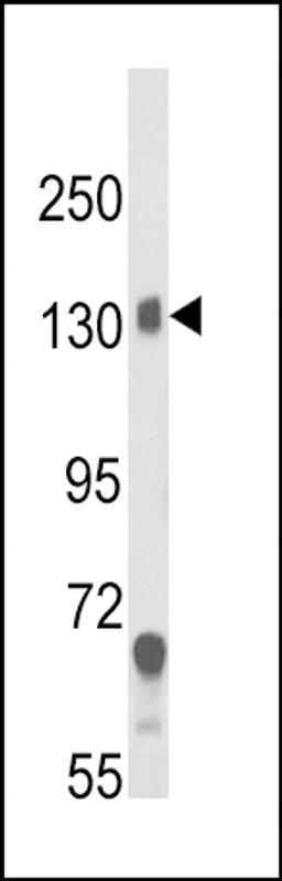 Western blot analysis of CACNA2D1 Antibody in mouse brain tissue lysates (35ug/lane)