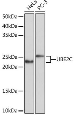 Western blot - UBE2C Rabbit mAb (A5206)