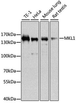 Western blot - MKL1 antibody (A8504)