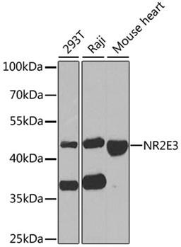 Western blot - NR2E3 antibody (A6234)