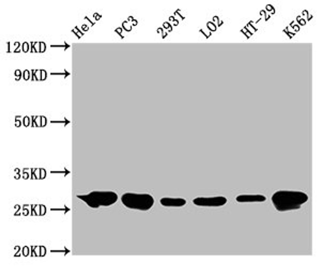 Western Blot. Positive WB detected in: Hela whole cell lysate, PC3 whole cell lysate, 293T whole cell lysate, LO2 whole cell lysate, HT-29 whole cell lysate, K562 whole cell lysate. All lanes: Hsp27 antibody at 0.62μg/ml. Secondary. Goat polyclonal to rabbit IgG at 1/50000 dilution. Predicted band size: 23 KDa. Observed band size: 27 KDa. 