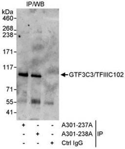 Detection of human GTF3C3/TFIIIC102 by western blot of immunoprecipitates.