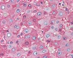 Immunohistochemistry staining of ALB in liver tissue using ALB monoclonal Antibody.