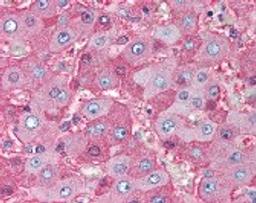 Immunohistochemistry staining of ALB in liver tissue using ALB monoclonal Antibody.