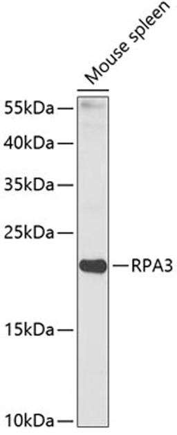 Western blot - RPA3 antibody (A14058)