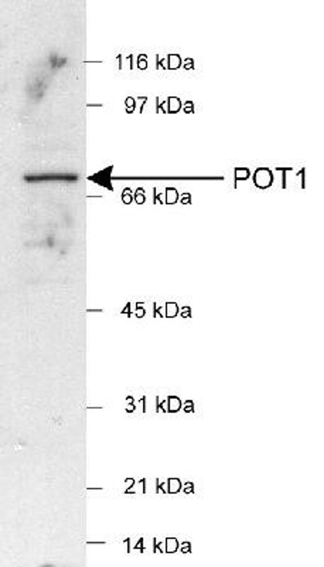 Western Blot: POT1 Antibody [NB500-176] - Detection of POT1 in HeLa nuclear extracts (25 ug) using NB500-176(1:500).  ECL detection 1 min.