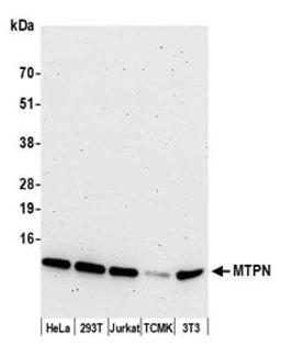 Detection of human and mouse MTPN by western blot.