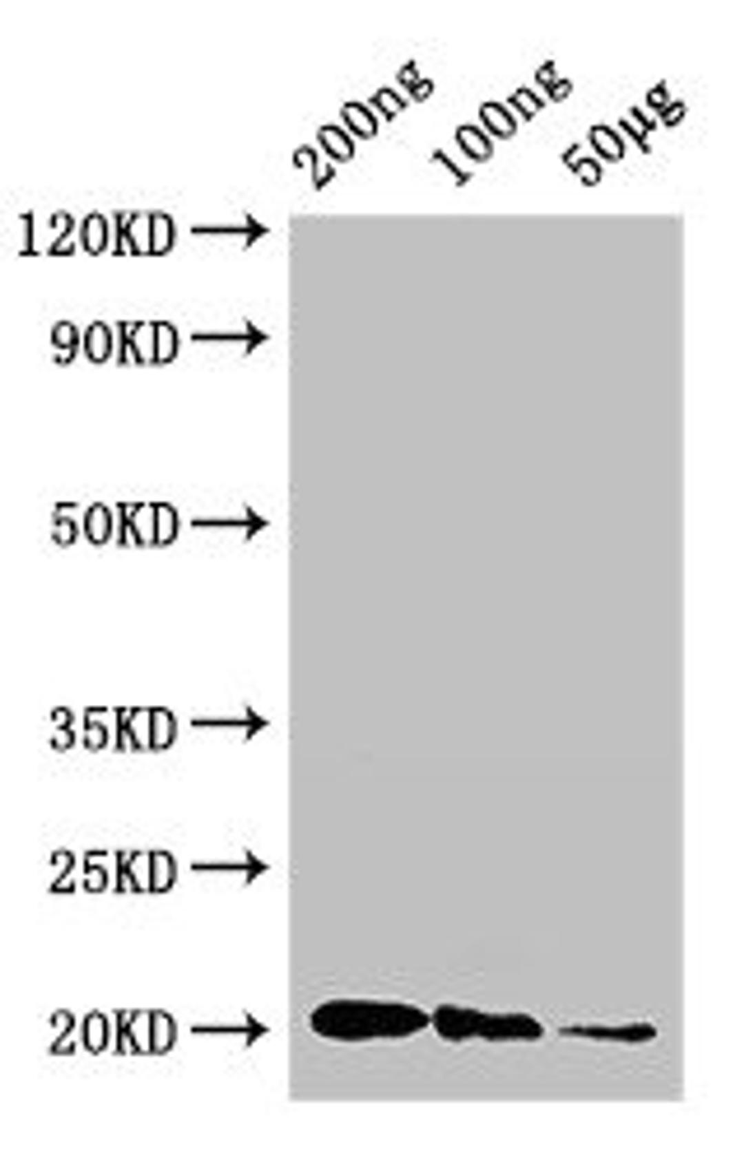 Western Blot. Positive WB detected in Recombinant protein. All lanes: IFNG antibody at 3ug/ml. Secondary. Goat polyclonal to rabbit IgG at 1/50000 dilution. predicted band size: 20 kDa. observed band size: 20 kDa.