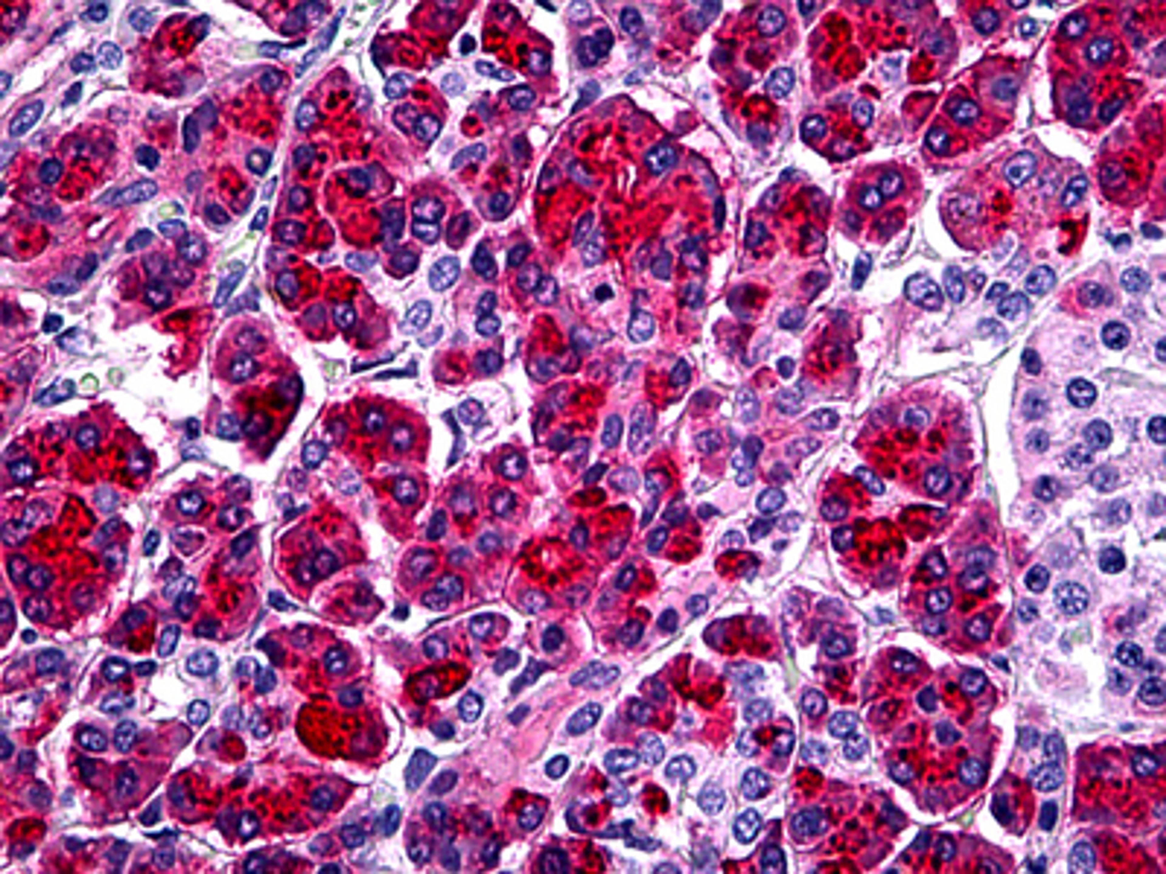 Immunohistochemistry of human pancreas tissue stained using SPINK1 Monoclonal Antibody.