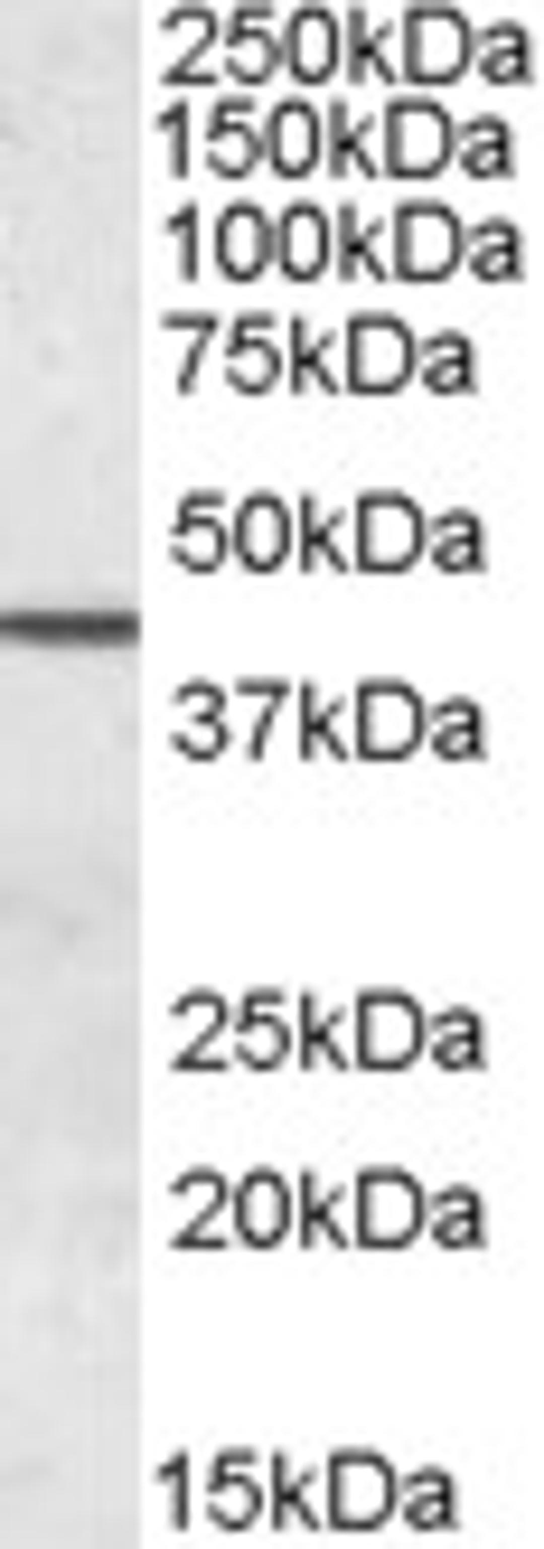 46-756 (0.05ug/ml) staining of Human Testis lysate (35ug protein in RIPA buffer). Primary incubation was 1 hour. Detected by chemiluminescence.