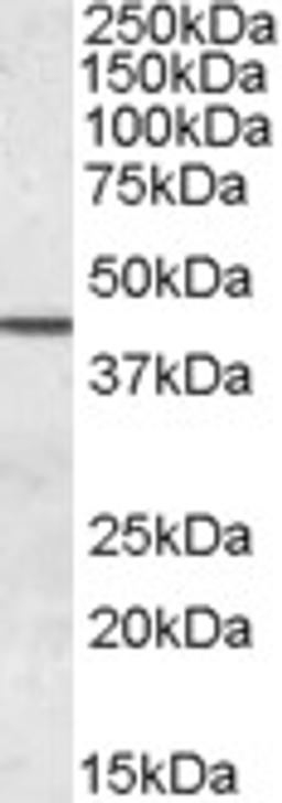 46-756 (0.05ug/ml) staining of Human Testis lysate (35ug protein in RIPA buffer). Primary incubation was 1 hour. Detected by chemiluminescence.