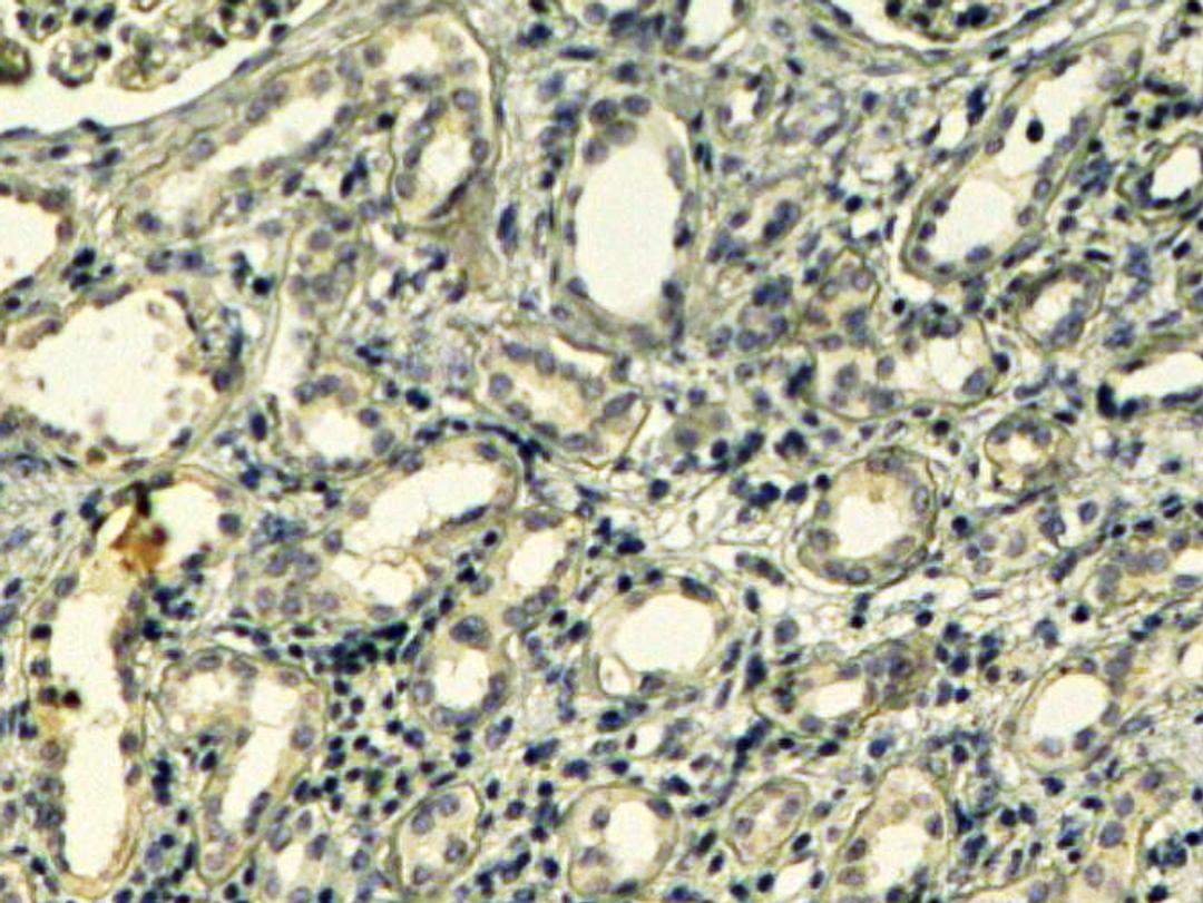 46-479 (4ug/ml) staining of paraffin embedded Human Kidney. Steamed antigen retrieval with Tris/EDTA buffer pH 9, HRP-staining.