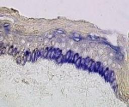 Immunohistochemistry-Frozen: Basophils Antibody (212H6.16) [DDX0030P-100] - Analysis using the Alexa Fluor (R) 546 conjugate of DDX0030P-100. Staining of human skin frozen section.