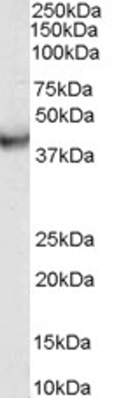 46-585 (0.03g/ml) staining of human duodenum lysate (35ug protein in RIPA buffer). Primary incubation was 1 hour. Detected by chemiluminescence.