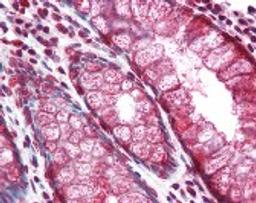 Immunohistochemistry staining of Mucin 2 in colon: formalin-fixed, paraffin-embedded (ffpe)Mucin 2 Monoclonal Antibody.