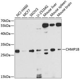 Western blot - CHMP1B antibody (A8239)