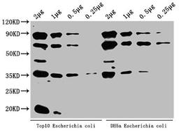 Western Blot. Positive WB detected in: Top10 Escherichia coli lysate, DH5α Escherichia coli lysate. All lanes: ppsA antibody at 1:2000. Secondary. Goat polyclonal to rabbit IgG at 1/50000 dilution. Predicted band size: 88 kDa. Observed band size: 88 kDa
