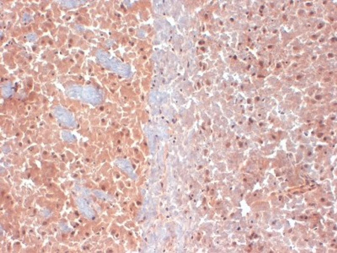 Immunohistochemistry-Frozen: KCNQ4 Antibody (S43-6) [NBP2-12899] - frozen sections of mouse brain using this antibody.