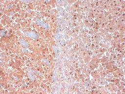 Immunohistochemistry-Frozen: KCNQ4 Antibody (S43-6) [NBP2-12899] - frozen sections of mouse brain using this antibody.