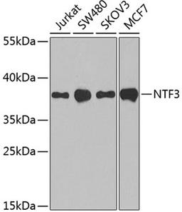 Western blot - NTF3 antibody (A12476)