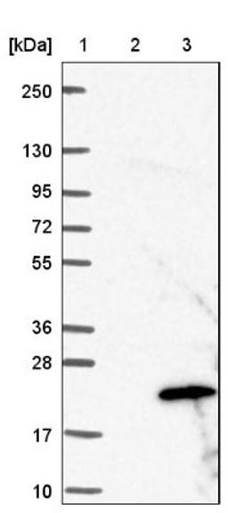 Western Blot: PRELID2 Antibody [NBP1-81937] - Lane 1: Marker [kDa] 250, 130, 95, 72, 55, 36, 28, 17, 10<br/>Lane 2: Negative control (vector only transfected HEK293T lysate)<br/>Lane 3: Over-expression lysate (Co-expressed with a C-terminal myc-DDK tag (~3.1 kDa) in mammalian HEK293T cells, LY408585)