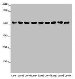 Western blot. All lanes: SAMM50 antibody at 0.98µg/ml. Lane 1: Mouse gonadal tissue. Lane 2: A375 whole cell lysate. Lane 3: A431 whole cell lysate. Lane 4: 293T whole cell lysate. Lane 5: Hela whole cell lysate. Lane 6: A549 whole cell lysate. Lane 7: HepG2 whole cell lysate. Lane 8: U251 whole cell lysate. Lane 9: LO2 whole cell lysate. Secondary. Goat polyclonal to rabbit IgG at 1/10000 dilution. Predicted band size: 52 kDa. Observed band size: 52 kDa