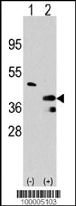 Western blot analysis of PRMT1 using rabbit polyclonal PRMT1 Antibody using 293 cell lysates (2 ug/lane) either nontransfected (Lane 1) or transiently transfected with the PRMT1 gene (Lane 2).