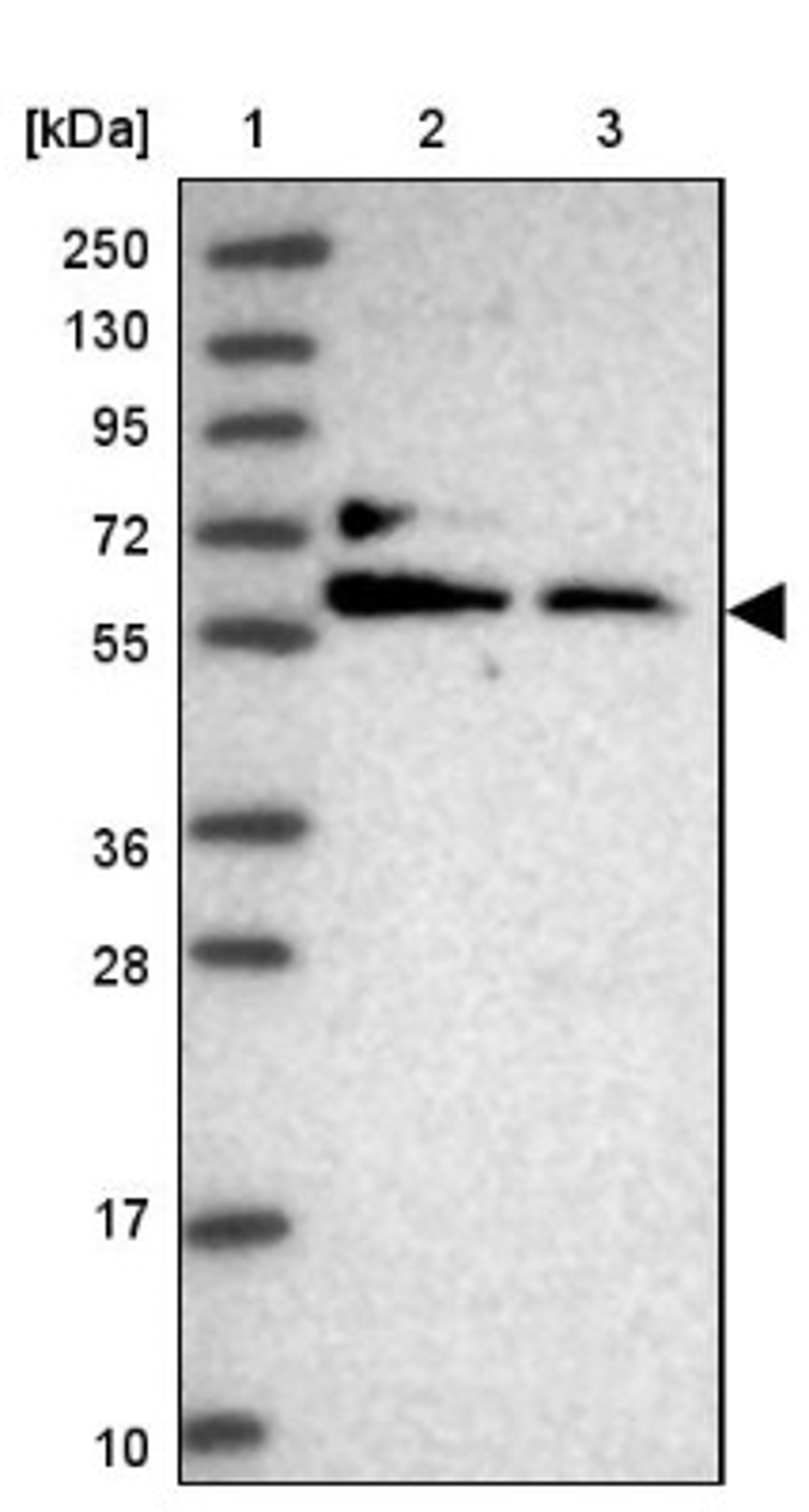 Western Blot: MAZ Antibody [NBP2-33519] - Lane 1: Marker [kDa] 250, 130, 95, 72, 55, 36, 28, 17, 10<br/>Lane 2: Human cell line RT-4<br/>Lane 3: Human cell line U-251MG sp