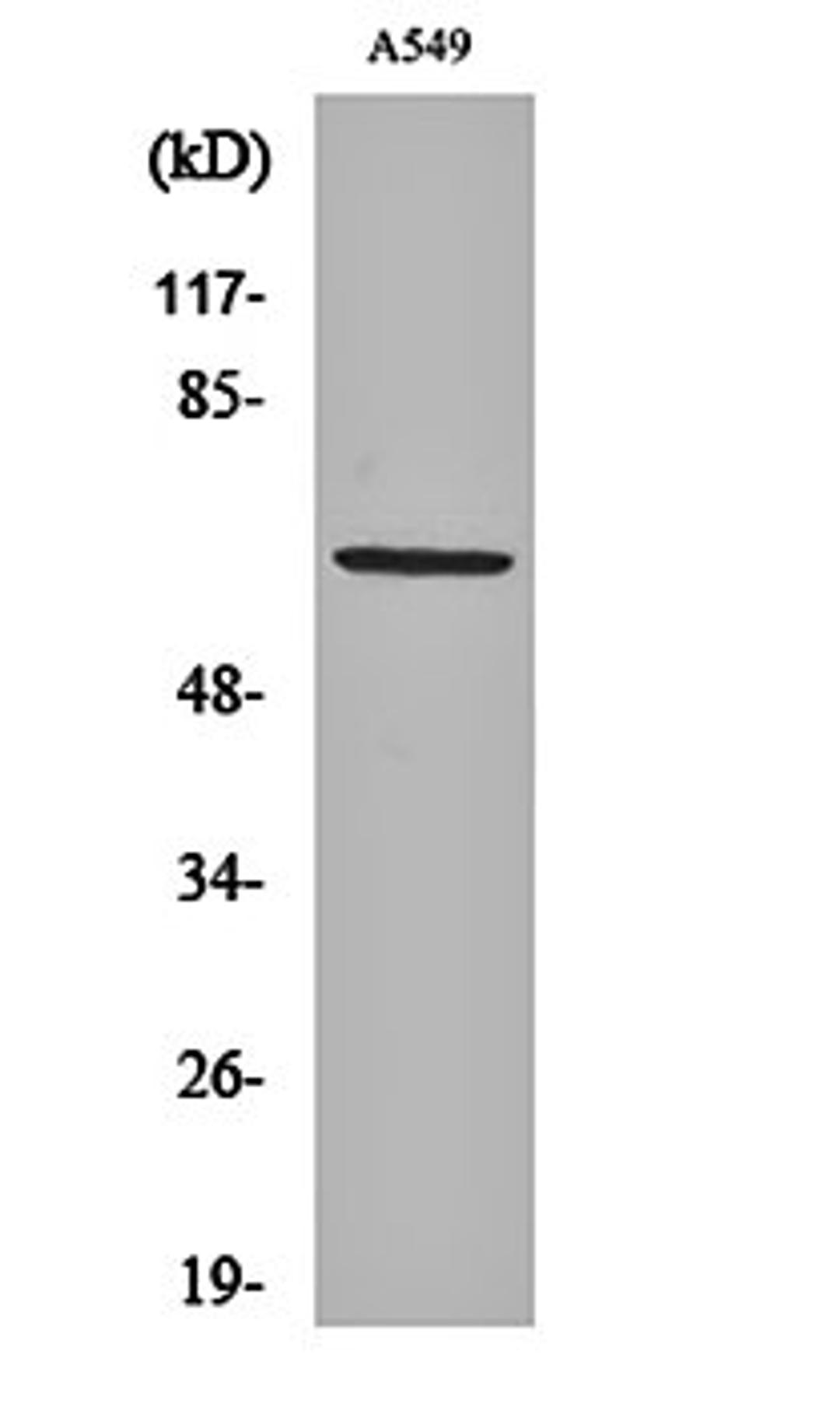 Western blot analysis of A549 cell lysates using Nectin 3 antibody