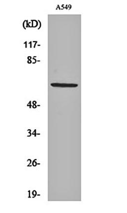 Western blot analysis of A549 cell lysates using Nectin 3 antibody